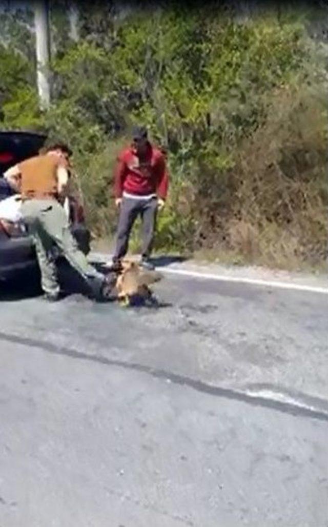 Besle Çakalı Kapsın Paçayı 1