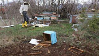 Tokat’ta Arı Kovanlarına Ayı Saldırısı