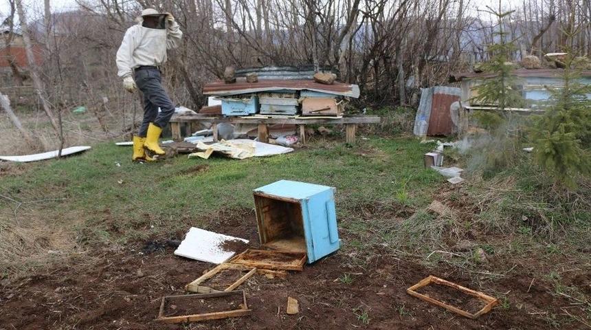 Tokat’ta Arı Kovanlarına Ayı Saldırısı