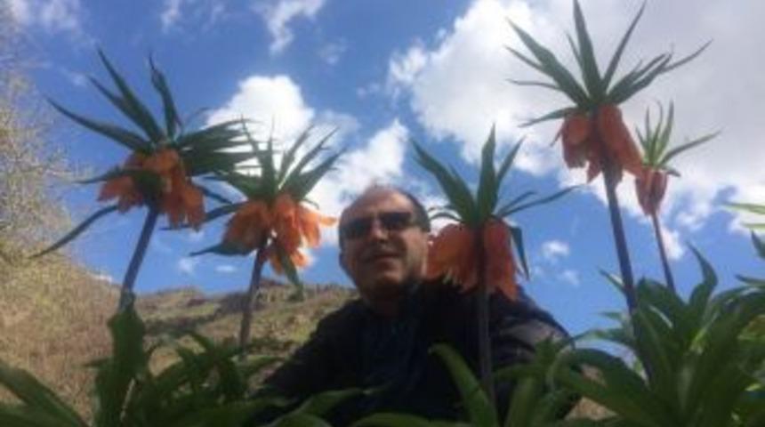 Hakkari&rsquo;de Ters Laleler &Ccedil;i&ccedil;ek A&ccedil;tı