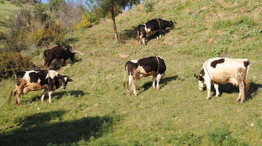 Aktaş; &ldquo;aydın&rsquo;daki Mera Alanları Daha Aktif Kullanılmalı&rdquo;