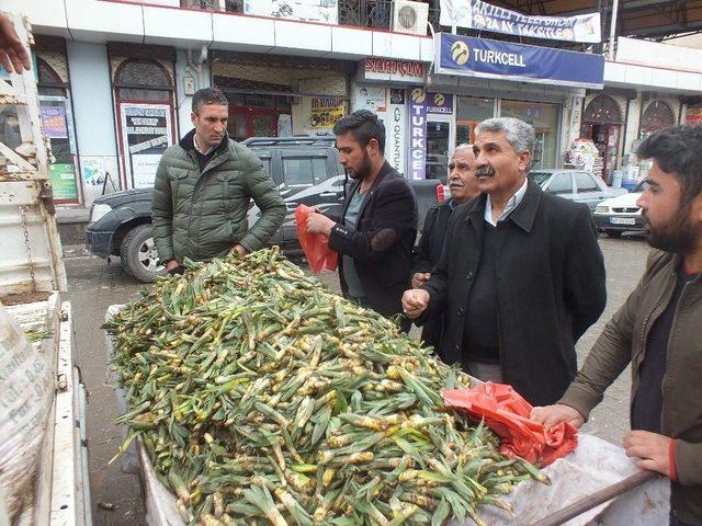 Gulik Otu Ge&ccedil;im Kaynağı Oldu 1