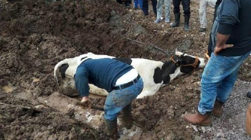 &Ccedil;amura Batan Ineği Itfaiye Kurtardı