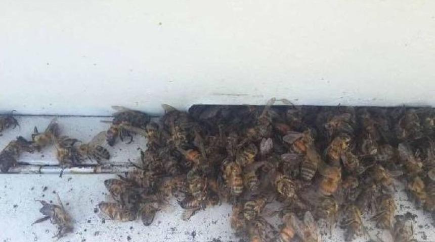 Ortaca'da 200 Kovan Arı Telef Oldu
