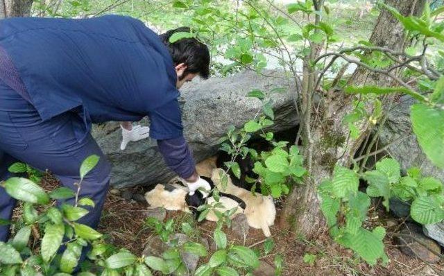 Köylülerin Sahiplendiği 7 Yavru Köpeği Zehirlediler