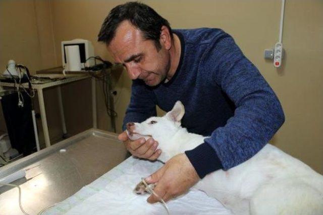 Köpeğin Cinsel Organındaki Havuç Operasyonla Çıkarıldı