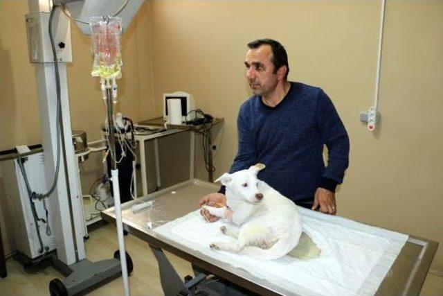 Köpeğin Cinsel Organındaki Havuç Operasyonla Çıkarıldı