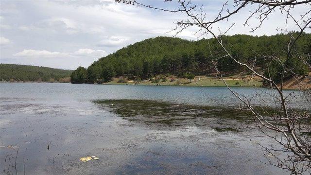 Uşak’ta Da Yetiştirilen Abant Alasında Sevindiren Gelişme