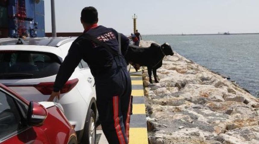 Brezilyalı Angus Ka&ccedil;tı, Mersin Limanı'nı Birbirine Kattı