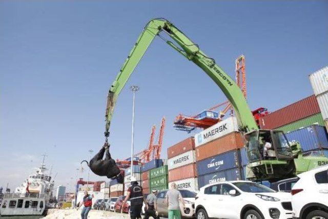 Brezilyalı Angus Kaçtı, Mersin Limanı'nı Birbirine Kattı