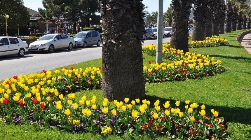 Kdz. Ereğli Lale Ve Nergislerle Renklendi