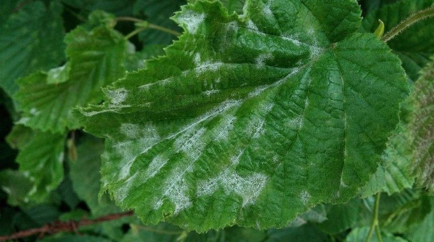 Fındıkta K&uuml;llenme Hastalığı