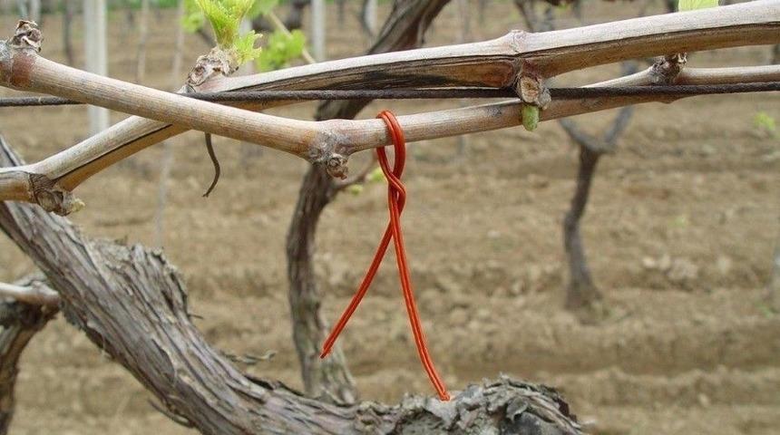 &Uuml;z&uuml;m Bağları Salkım G&uuml;vesinden Kurtulacak