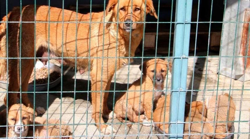 Barınağa Terk Edilen Hayvanlar