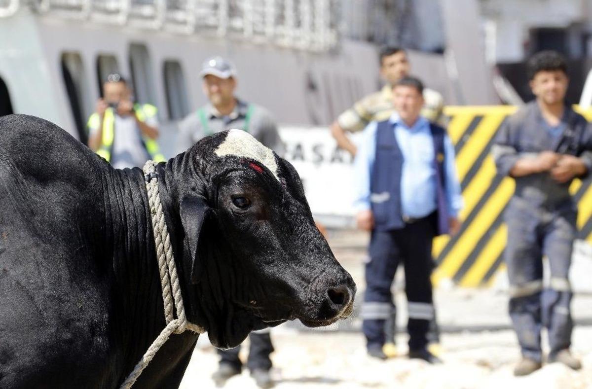 Tırdan Ka&ccedil;an Angus Ortalığı Birbirine Kattı