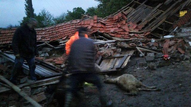 Lodos Ve Yağmur Sebebiyle Dam Çöktü, 20 Hayvan Telef Oldu