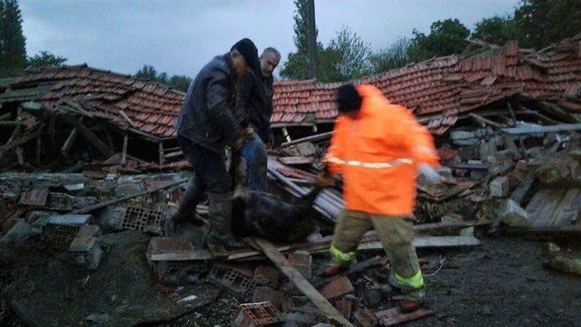 Lodos Ve Yağmur Sebebiyle Dam Çöktü, 20 Hayvan Telef Oldu