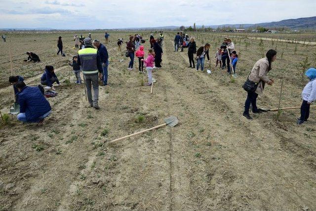 Yüzlerce Fidan Toprakla Buluştu