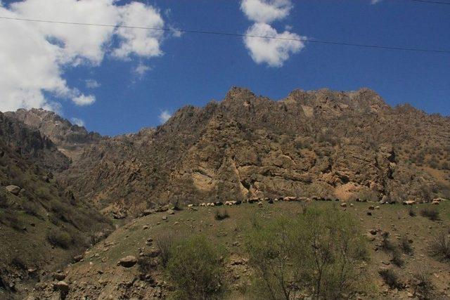 Hakkari’de Sürüler Meraya Çıkartılmaya Başlandı