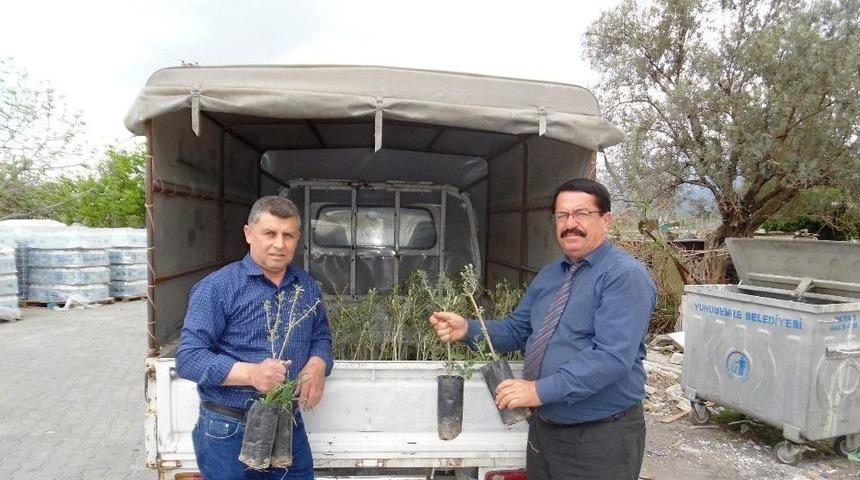 Yunusemreli &Uuml;reticilere 10 Bin Zeytin Fidanı Dağıtıldı