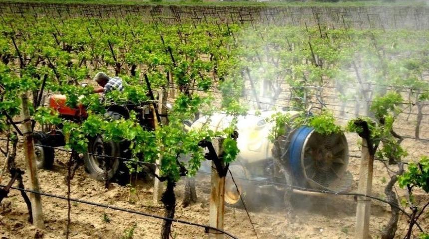 &Uuml;z&uuml;m Bağlarında Hummalı &Ccedil;alışma Başladı