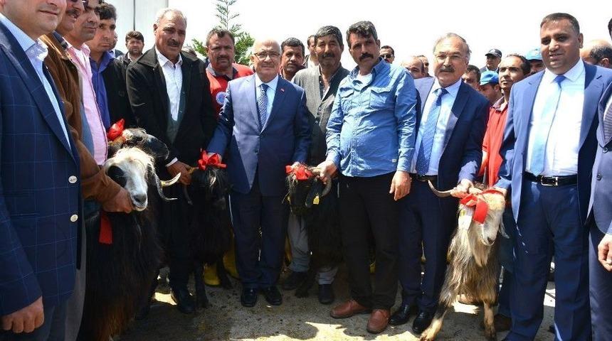 Büyükşehir Belediyesi, Üreticilere 910 Damızlık Kıl Keçisi Tekesi Dağıttı