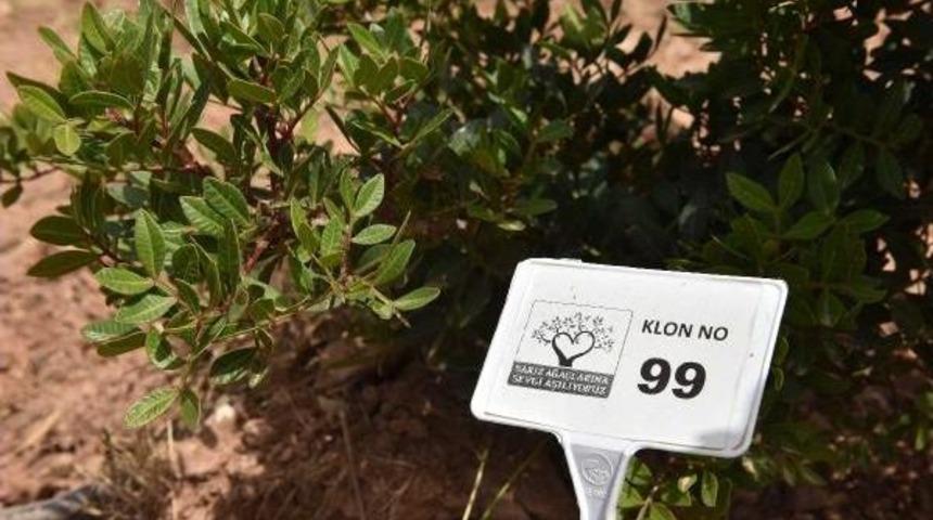 Tema: Sakız Ağacı "klon Parkıyla" G&uuml;ven Altında