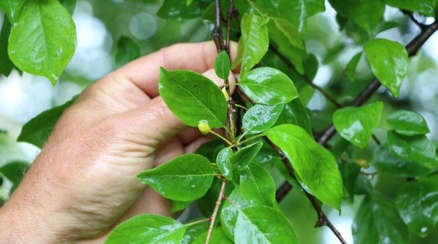 Don, &Ccedil;ift&ccedil;iyi Ağır Vuruyor