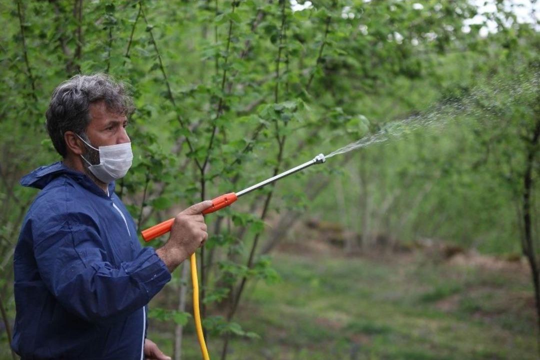 Giresun&rsquo;da Fındıkta &lsquo;k&uuml;lleme Hastalığı&rsquo; İle M&uuml;cadele Devam Ediyor