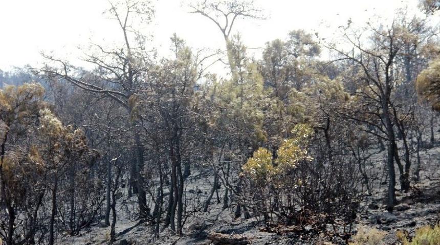 80 Hektara Zarar Veren Yangında &rsquo;arıcı&rsquo; Ş&uuml;phesi