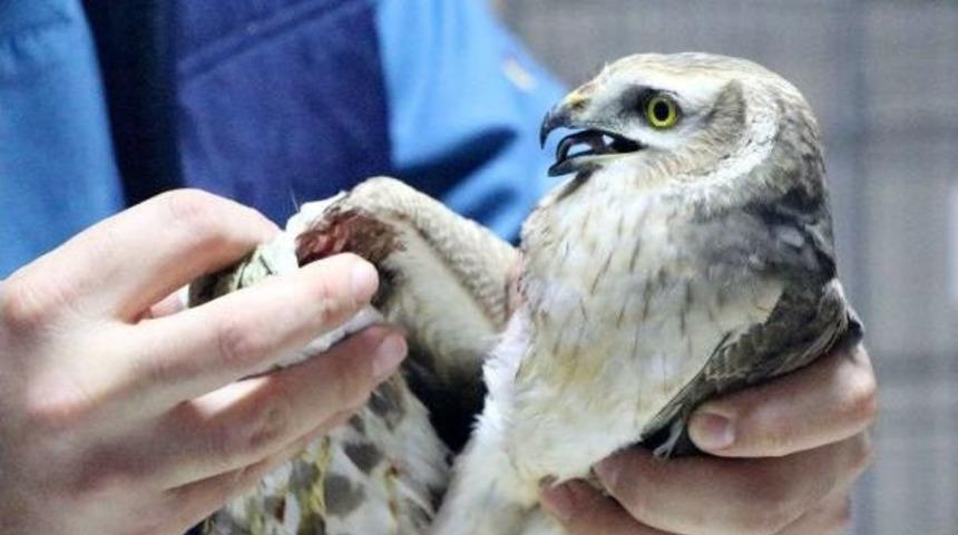 Kurşun Şahinin Sol Kanadını Parçaladı
