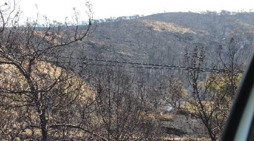 Alevler Fo&ccedil;a'da 80 Hektarı K&uuml;le &Ccedil;evirdi