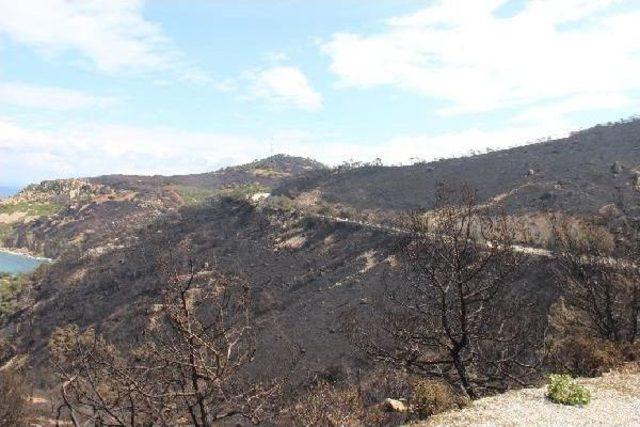 Alevler Foça'da 80 Hektarı Küle Çevirdi