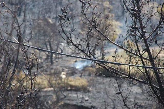 Alevler Foça'da 80 Hektarı Küle Çevirdi