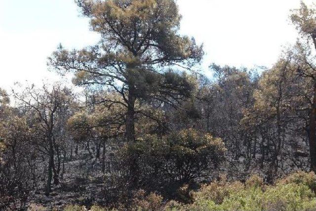 Alevler Foça'da 80 Hektarı Küle Çevirdi