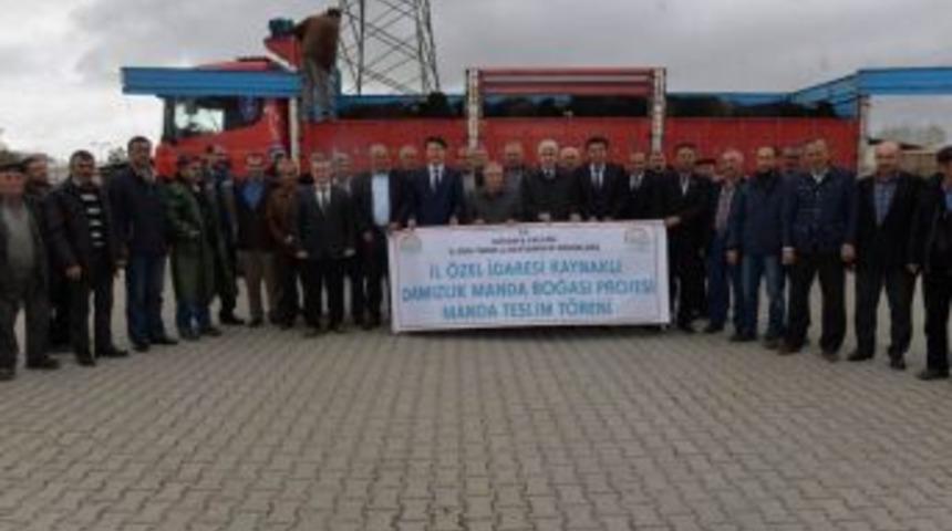 K&uuml;tahya&rsquo;da 13 K&ouml;ye Damızlık Manda Boğası Dağıtıldı