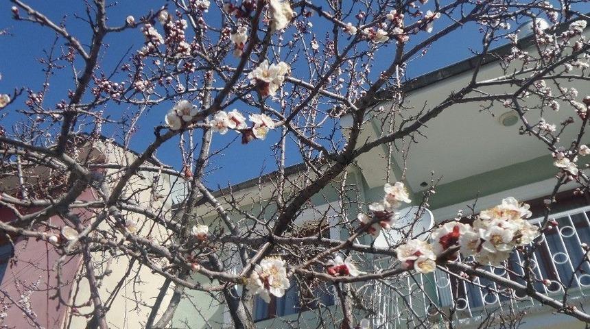 Van&rsquo;da Meyve Ağa&ccedil;ları &Ccedil;i&ccedil;ek A&ccedil;tı