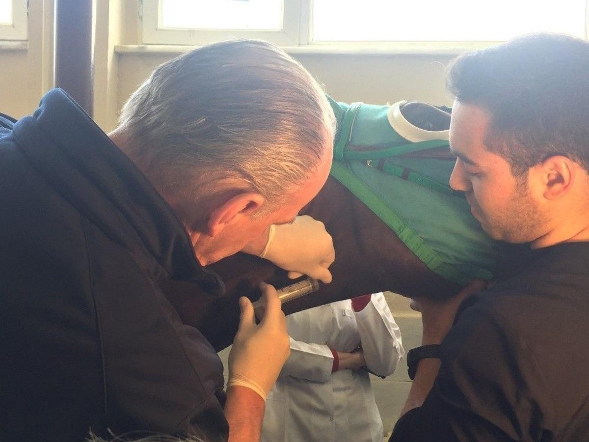 İngiliz Yarış Atına M&uuml;thiş Operasyon