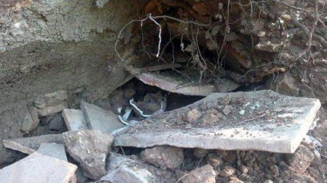 Ekosistemi Tehdit Eden Hes e Dava 3