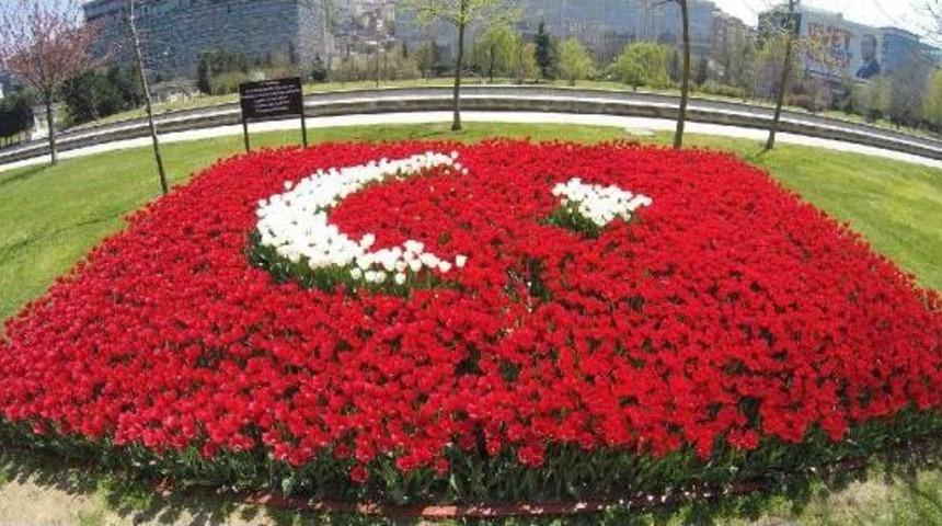 Şehitler Anısına Dikilen T&uuml;rk Bayrağı Şeklindeki Laleler Filizlendi