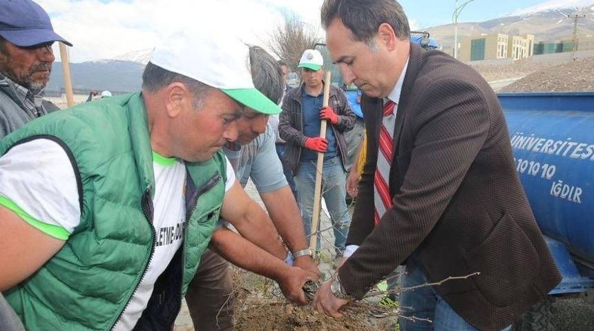 Suveren Kamp&uuml;s&uuml; Ağa&ccedil;landırma &Ccedil;alışmaları