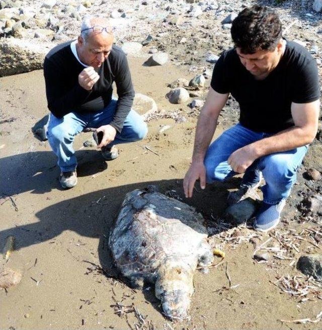 Caretta Caretta'ya 3 Kurşun