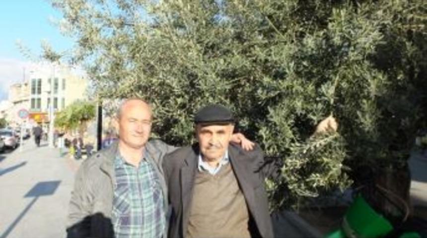 Nisan Yağmurları Zeytinde Umudu Arttırdı