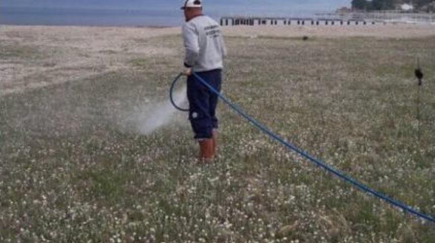 Burhaniye Sahillerinde Ot M&uuml;cadelesi