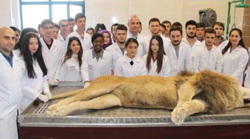 Yıldırım &Ccedil;arpmasıyla &Ouml;len Aslan Kadavra Olacak