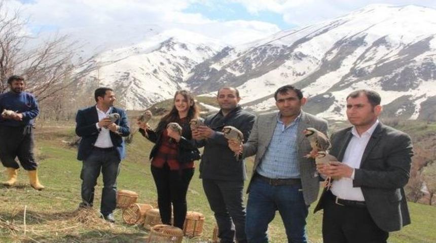 Hakkari&rsquo;de Doğaya Keklik Bırakıldı