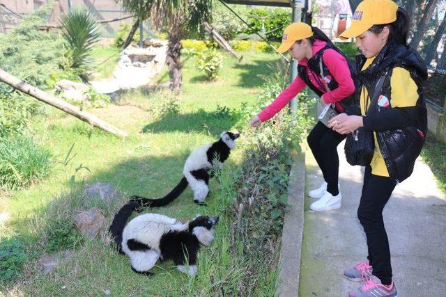 23 Nisan İçin Kocaeli’ye Gelen Yabancı Öğrenciler Hayvanat Bahçesini Gezdi