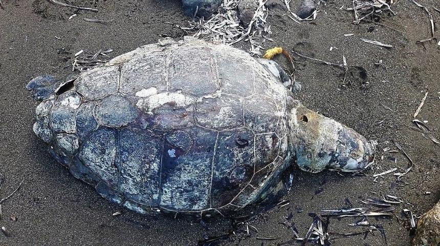 Caretta Caretta Kıyıda &Ouml;l&uuml; Bulundu