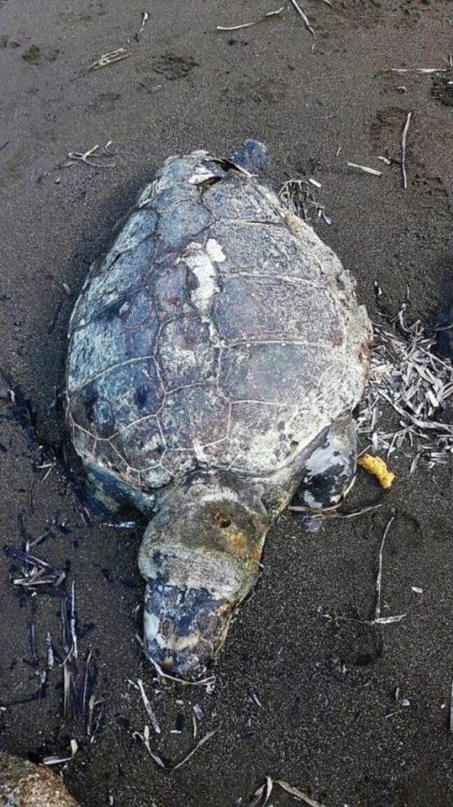 Caretta Caretta Kıyıda Ölü Bulundu