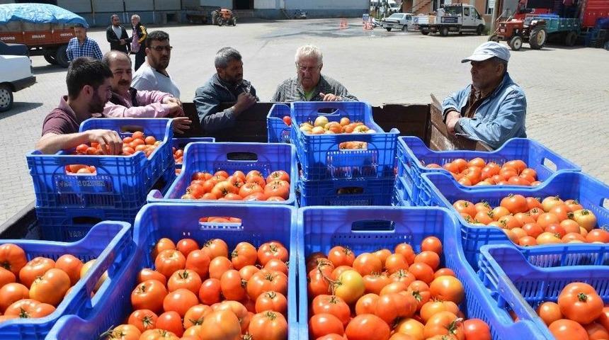 Domates &Uuml;reticinin Y&uuml;z&uuml;n&uuml; G&uuml;ld&uuml;rd&uuml;
